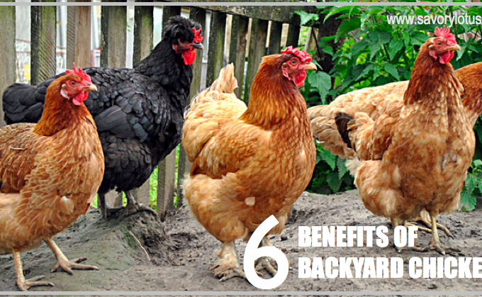 6 Benefits of Backyard Chickens : savorylotus.com